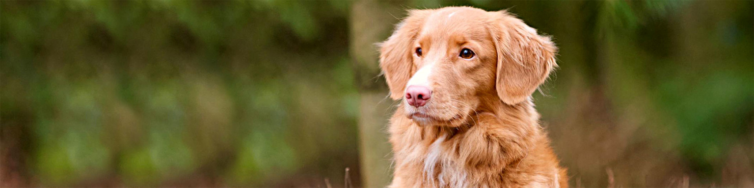 nova-scotia-duck-tolling-retriever-drc-lg-nord